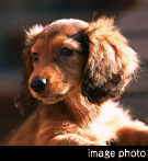 �y�b�g����\